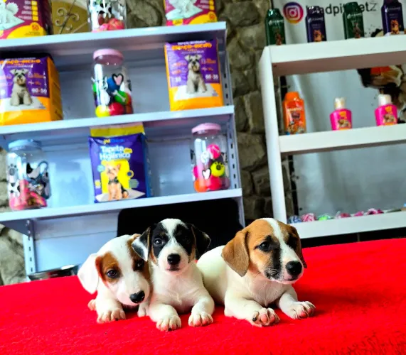 Filhotes de Jack Russel de EXCELENTE PADRÃO