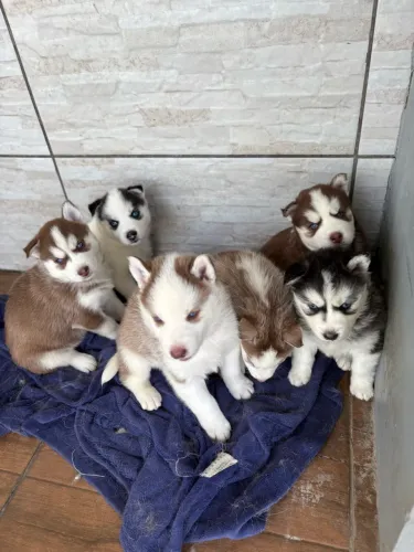 Husky Siberiano