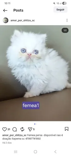 Femeas persa Himalaia 