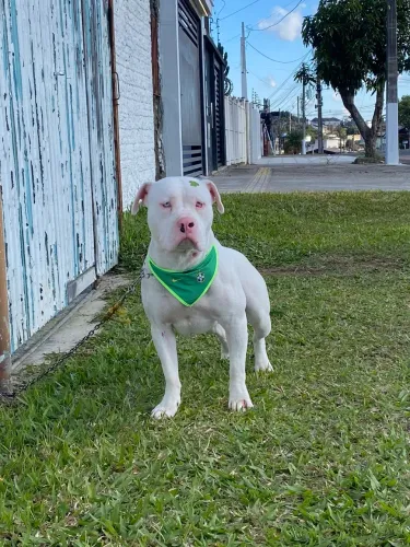 American bully macho 