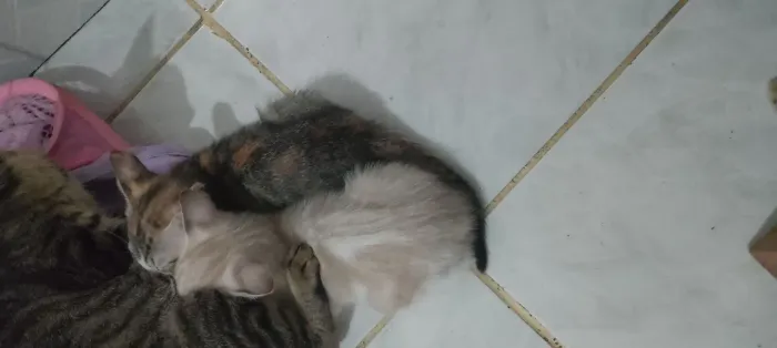 Doação de gatos