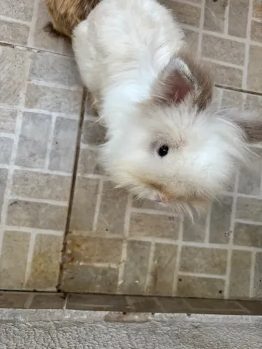 Doa-se Coelho mini Lion