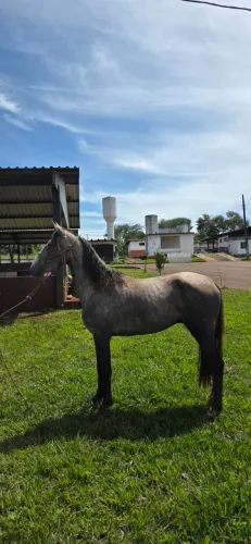 Potro Elite Registrado Mangalarga Machador - Em doma
