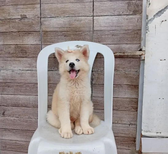 Husk siberiano fêmea