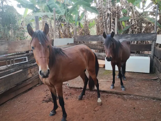 Vendo cavalo e égua
