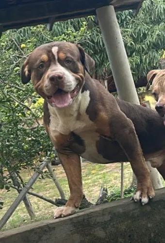 Pitbull