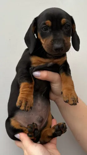 Filhote de dashchund macho 