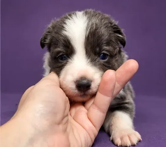 Filhote border collie