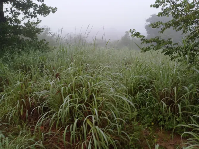 Vendo Fazenda