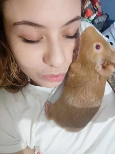 Doa-se porquinho da índia macho