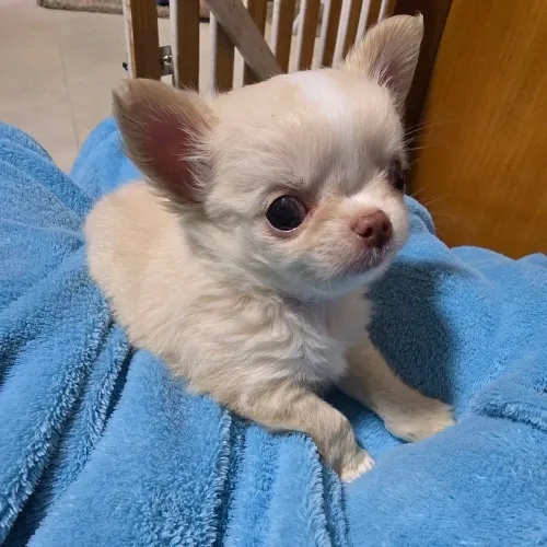 Chihuahua minúsculo 