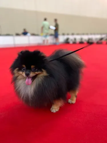 Macho de Spitz campeão para cobertura(cruza)
