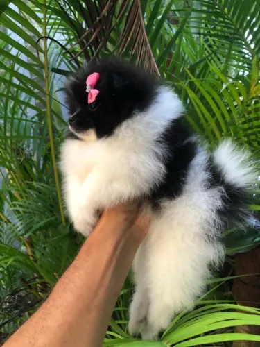 Lulu da Pomerânia preta e branca exclusiva
