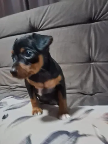 Pinscher número 1