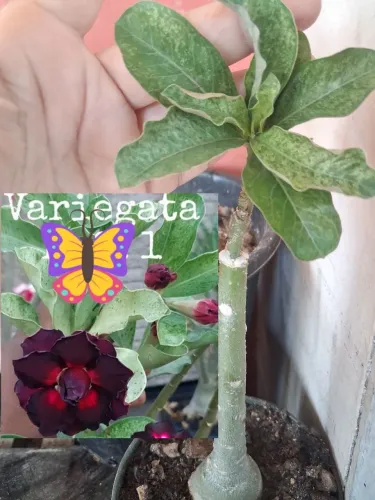 Rosa do deserto variegata de flor roxa