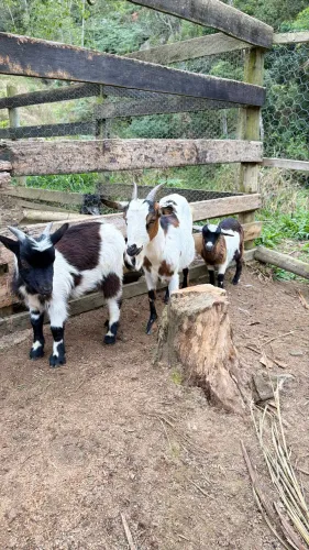 Terno de mini cabra 2 fêmeas 1 macho