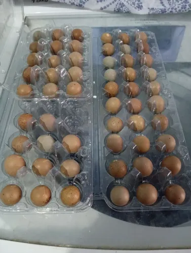 Ovos férteis de codornas chinesa