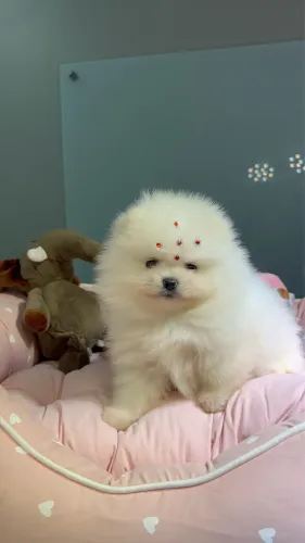 Filhote de Spitz (Lulu da Pomerania) 