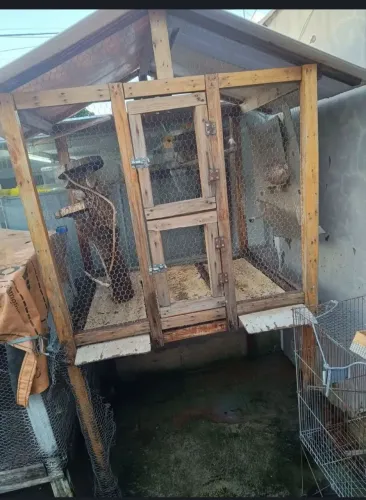 Viveiro para aves
