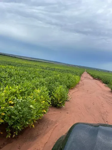 Fazenda de arrendamento pra soja, 1.020he em bandeirantes MS.