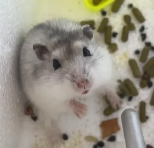 Hamster macho