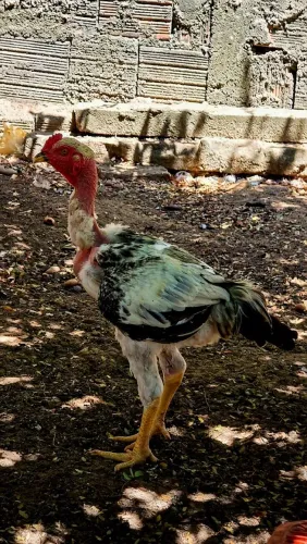 Casal de Frangos Indio Gigante x pescoço pelado