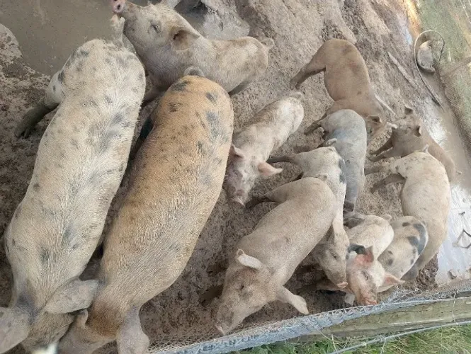 Leitão (porco)