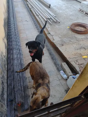 Filhotes de MALINOIS/ROTTWEILER
