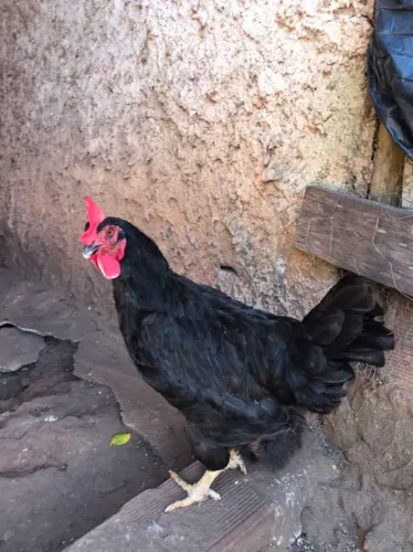 Galinha caipira