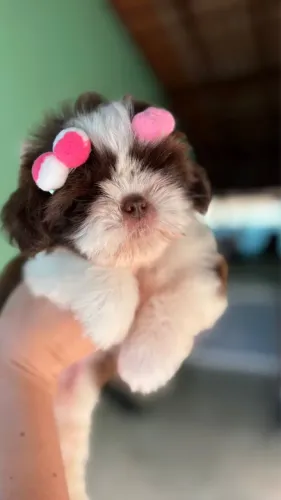 Shihtzu