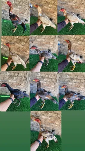 Vende se frangas e frango de raça