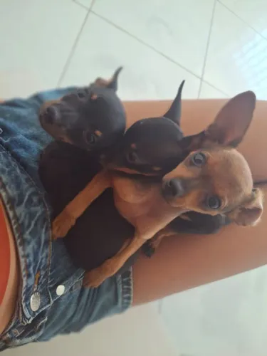 Pinscher