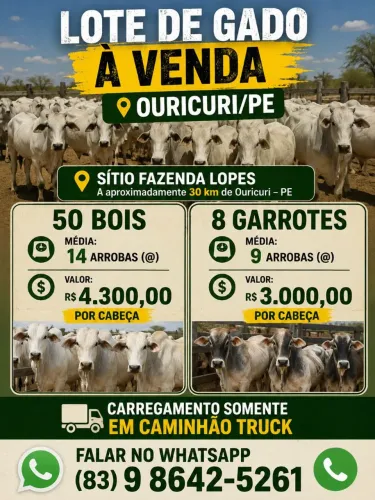 Lote de Gado 50 cabeças 14@
