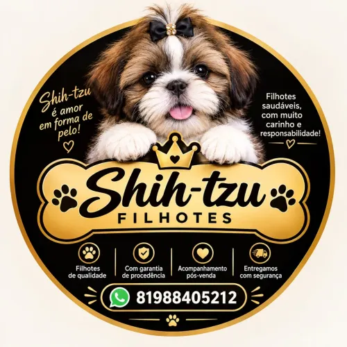 Vende-se filhote de shitszu 
