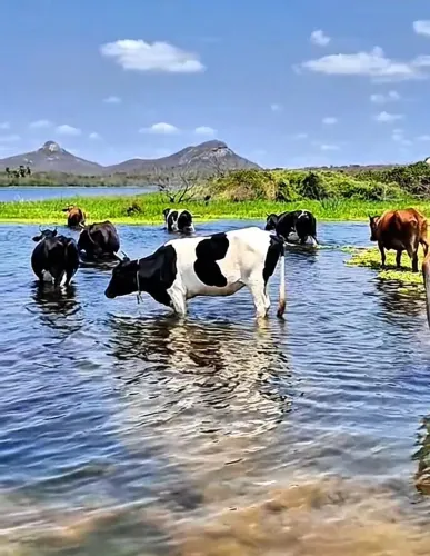 Vende-Se Uma Fazenda Em Ibaretama Ceara  / Area De 104 Hectares . 1SU3H3D