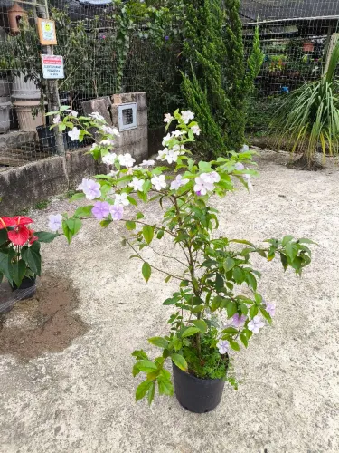 Manacá de cheiro