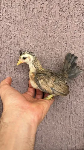 Garnize / galinha da india / Mini galinha