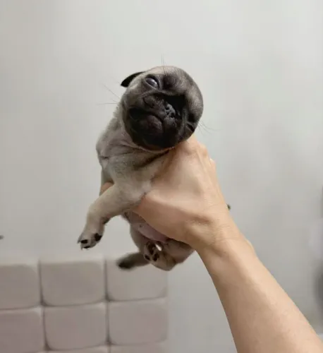 Lindos filhotes ? pug