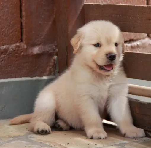 Doação de filhotes de golden retriever sigmoide
