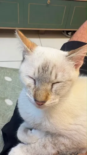 Doação gata