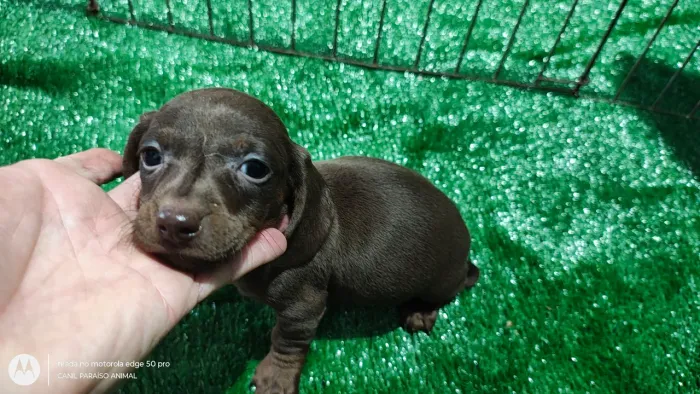 Lindos dachshund miniatura 