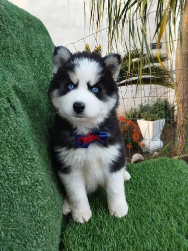 Filhotes de Husky Siberiano