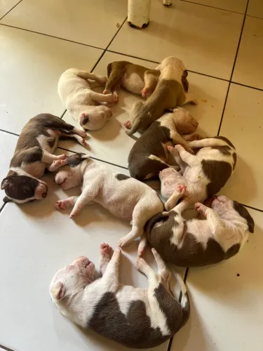 Filhotes de Pitbulls disponível a venda