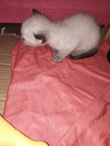 Filhotes de gatos para doação
