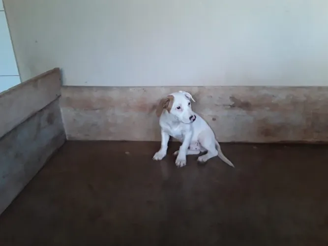 Filhotes de Jack Russell