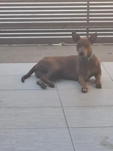 Doação de um cadela castrada e vacinada