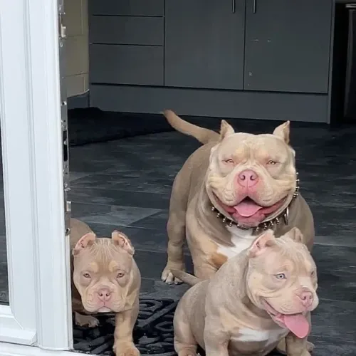 American Bully - O Tipo De Companhia Que Deixa Tudo Mais Especial