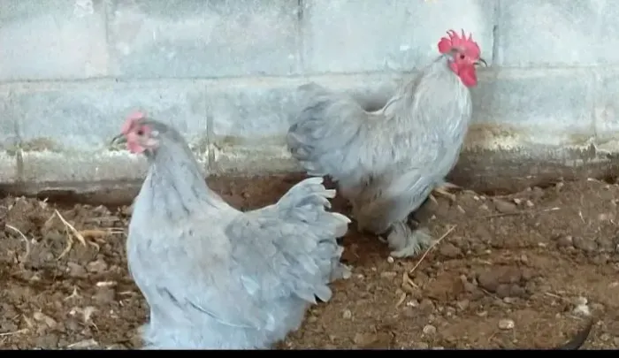 Casal de Mini Cochin lavanda