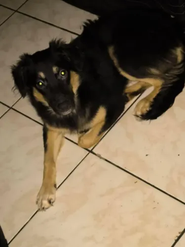 Doação de cachorros 