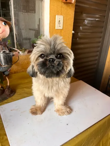 Shi tzu com 1 ano
